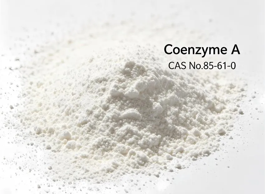 Coenzyme A raw material